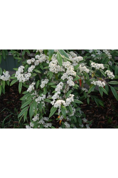 Декоративный кустарник Cotoneaster